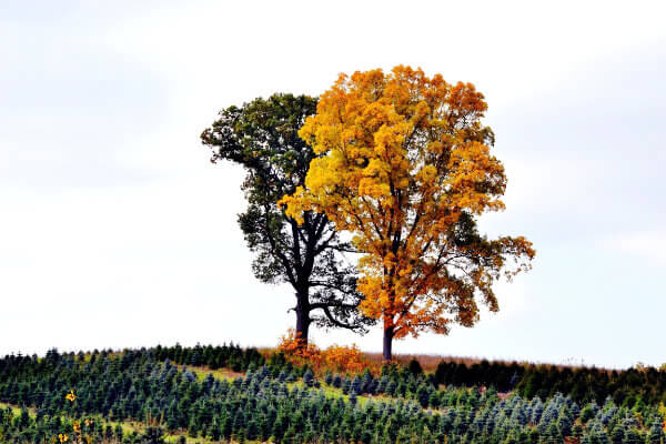 56 Write seasonal content