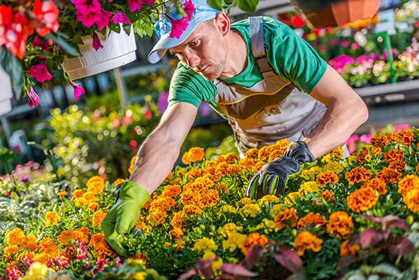 becoming a wholesale merchant florist