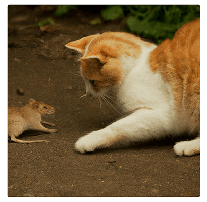 cat and mouse